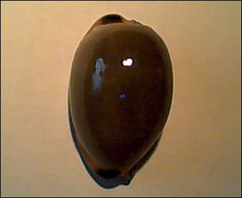 Luria lurida